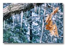Ann Arbor 2007 ice storm  1