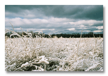 Ann Arbor 2007 ice storm  3