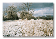 Ann Arbor 2007 ice storm  5