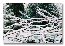 Ann Arbor 2007 ice storm  8