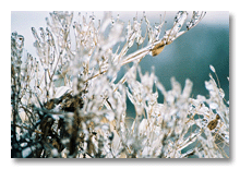 Ann Arbor 2007 ice storm  9