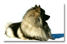 Chance, a wonderful Keeshund and all-around good guy, 1997