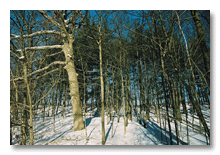 Snowy woods on Maple Road in Ann Arbor, 2005