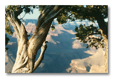 Tree on the south rim of the Grand Canyon, 1987