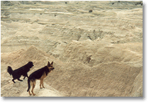 Lola and LD survey the Badlands of South Dakota
