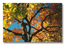 Maple tree at Pink's house on Mosley, Ann Arbor, mid-1990's