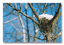 Bird's nest with snow, Maple Road Ann Arbor, 2005