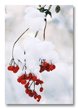 Berries winter 2005-06, Ann Arbor, MI