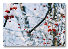 Berries with snow winter 2005-06, Ann Arbor, MI