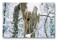 Hole in tree winter 2005-06, Ann Arbor, MI