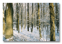 Trees off Maple Road winter 2005-06, Ann Arbor, MI